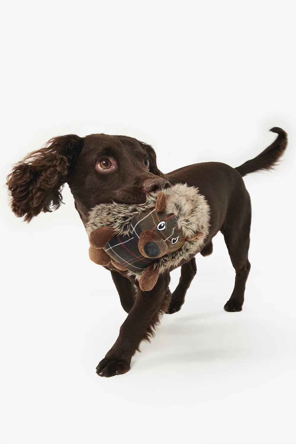 Barbour Juguete Perro Hedgehog