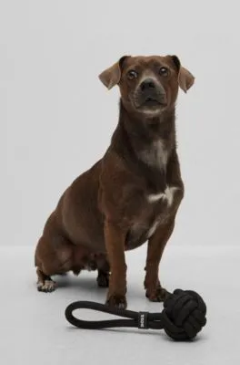 Juguete de pelota de cuerda para perros